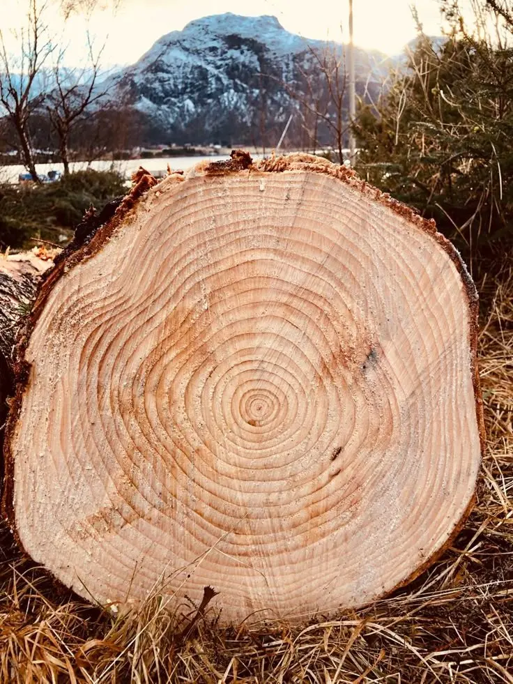 Срез дуба для изготовления мебели Инлавка