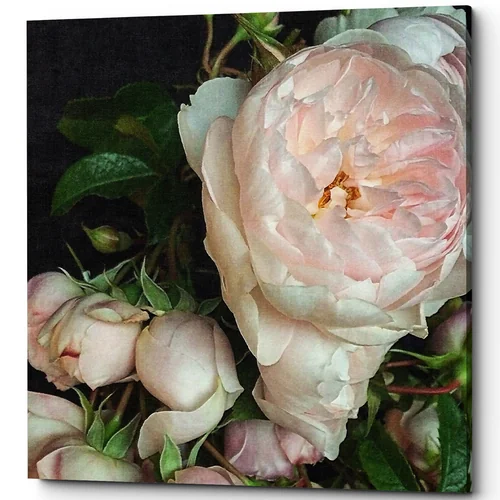 Картина «Cloud Rose» (холст, галерейная натяжка)