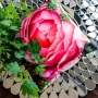 Интерьерная подушка «Rose Rose»
