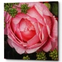 Картина «Rose Rose» (холст, галерейная натяжка)